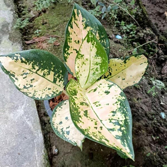 Aglaonema WHITE SUKSOM JAIPONG