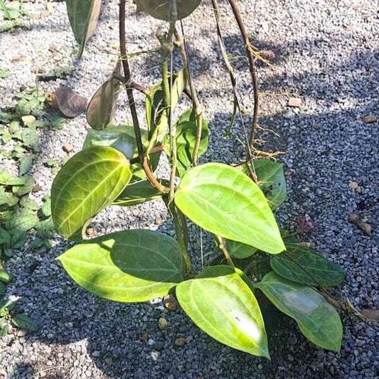 Hoya SULAWESI GPS 8867