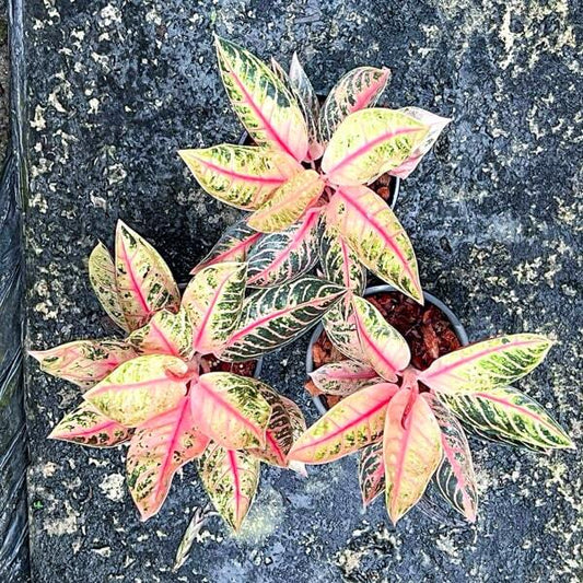 Aglaonema SUMATRA PINK MUTATION