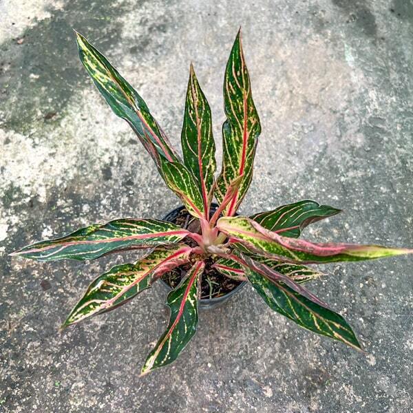 Aglaonema SUMATRA SPARKLING