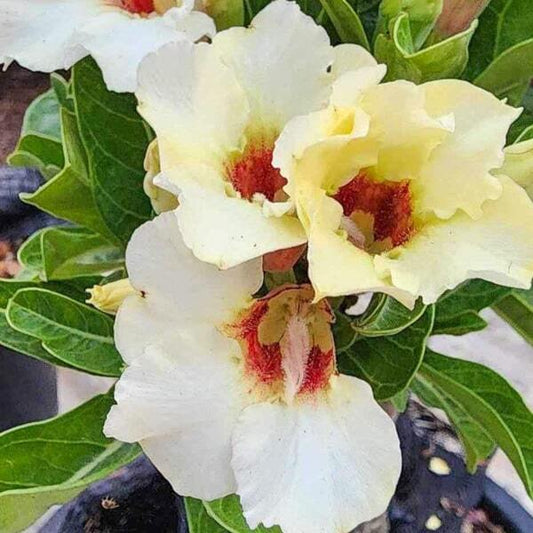 Adenium obesum SUMMER SNOW