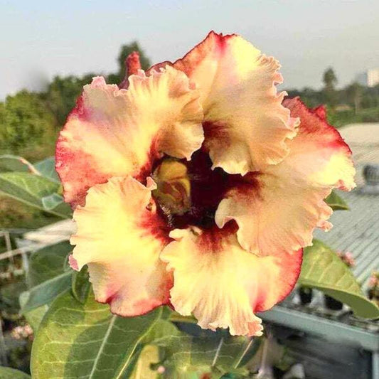 Adenium obesum SUMMER TIME