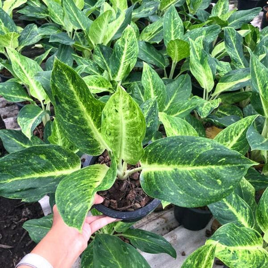Aglaonema GREEN SUNDROP