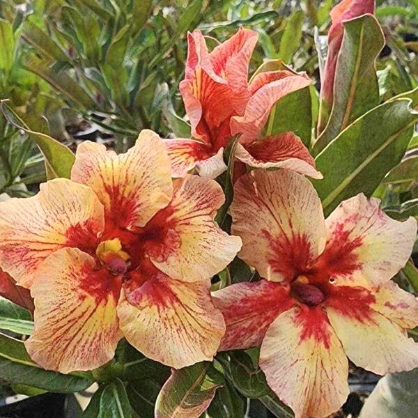 Adenium obesum SUNLIGHT