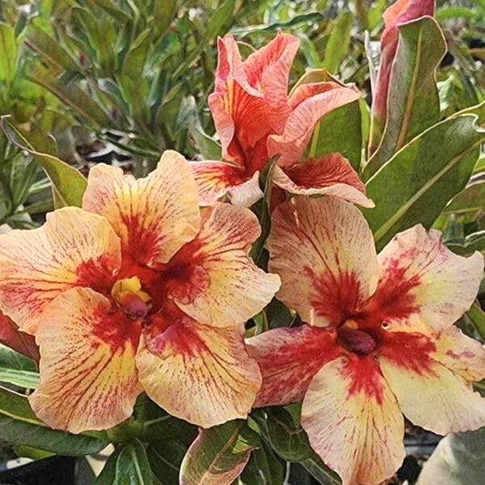 Adenium obesum SUNLIGHT