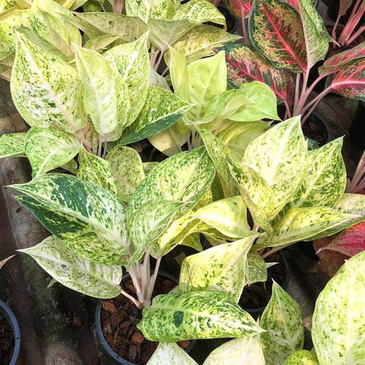 Aglaonema SUNRISE