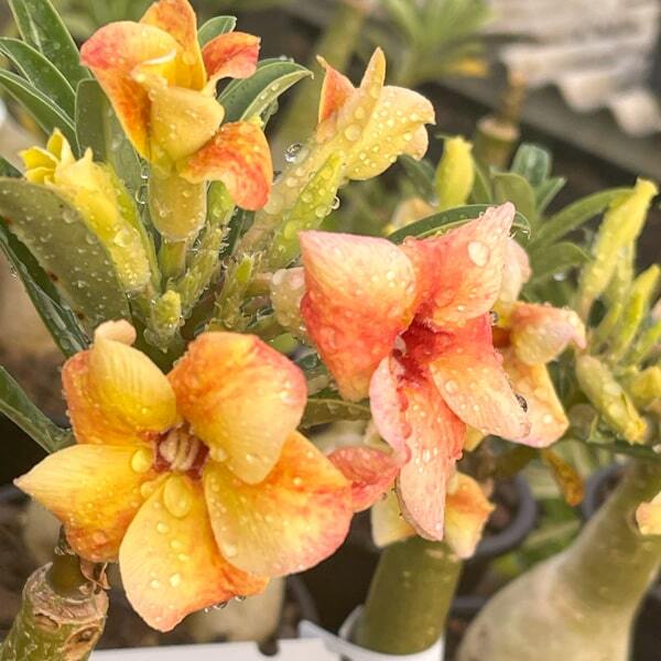 Adenium obesum SUNSET SKY