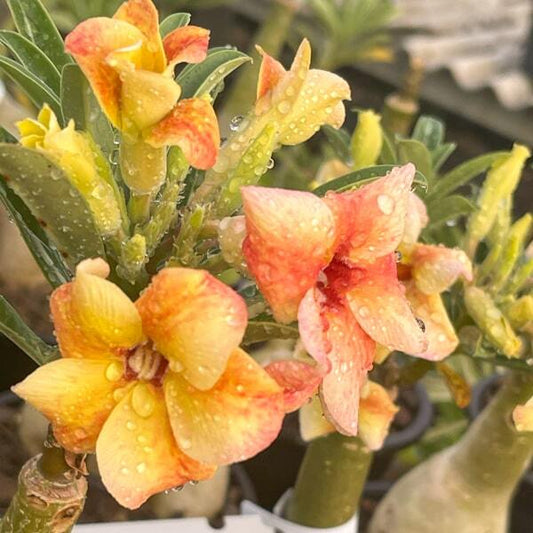 Adenium obesum SUNSET SKY
