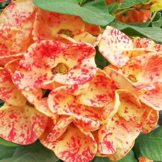 Euphorbia Milii SUNSHINE