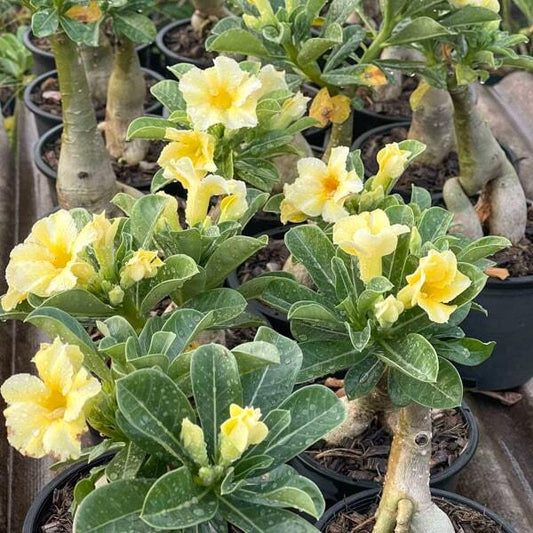 Adenium obesum SUNSHINE DREAM
