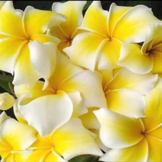 Plumeria SUPHAN YELLOW