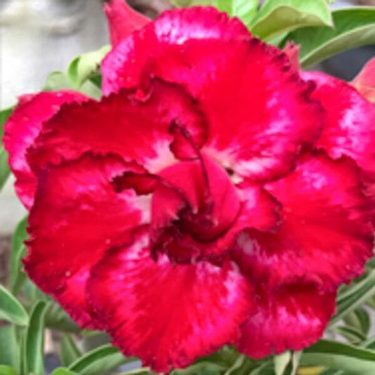Adenium obesum SUPER MAHARACH