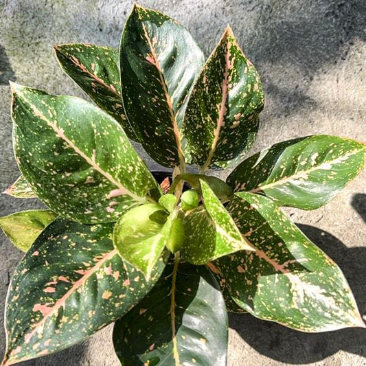 Aglaonema SUPER GREEN SAB MONGKOL