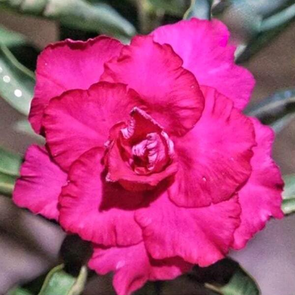 Adenium obesum SUPER PINK
