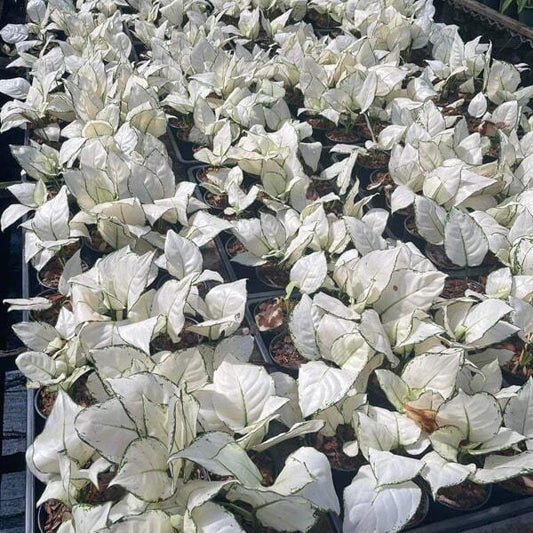 Aglaonema SUPER WHITE