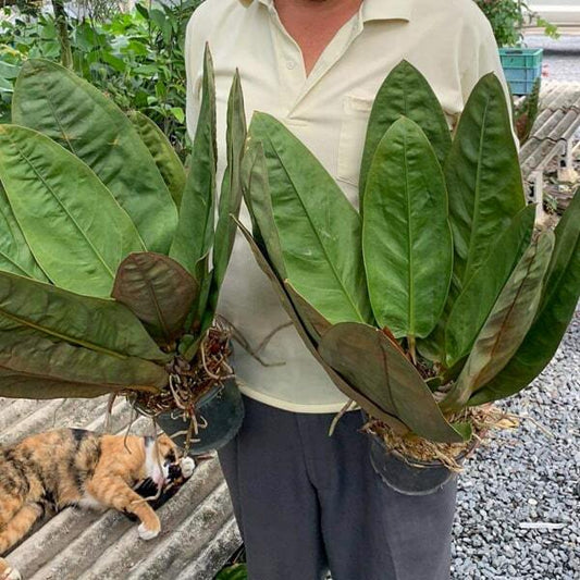Anthurium SUPER BUM