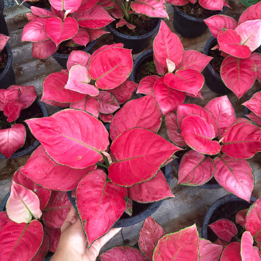 Aglaonema SUPER RED