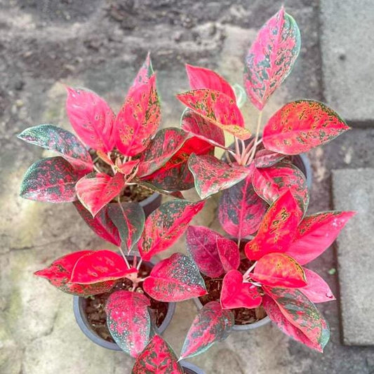 Aglaonema SUPER STAR (RED COCHIN)