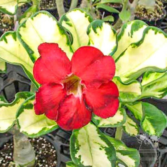 Adenium variegated SUPERBA