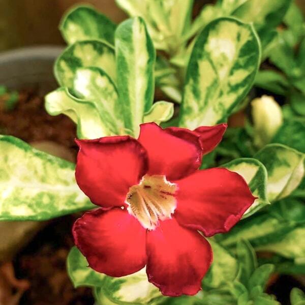 Adenium variegated SUPERBAR VAR