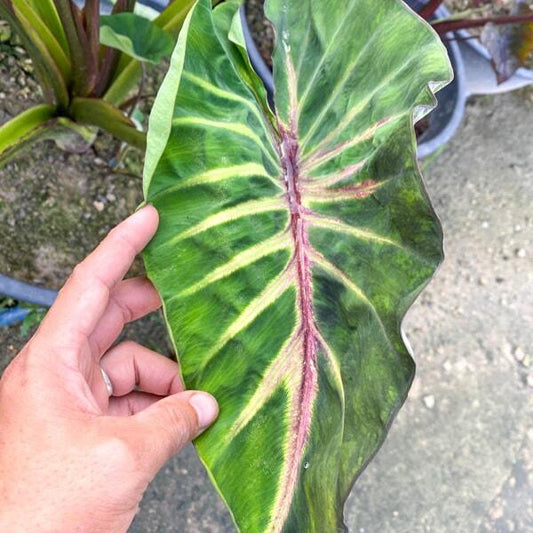 Colocasia SUPERNOVA