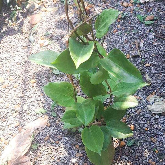 Hoya SURIGAOENSIS