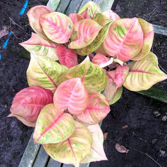 Aglaonema SUSAN SUPER PINK