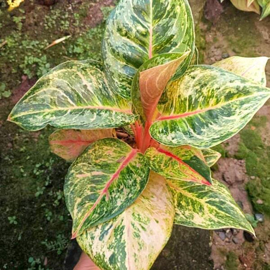 Aglaonema SUSAN TRICOLOR