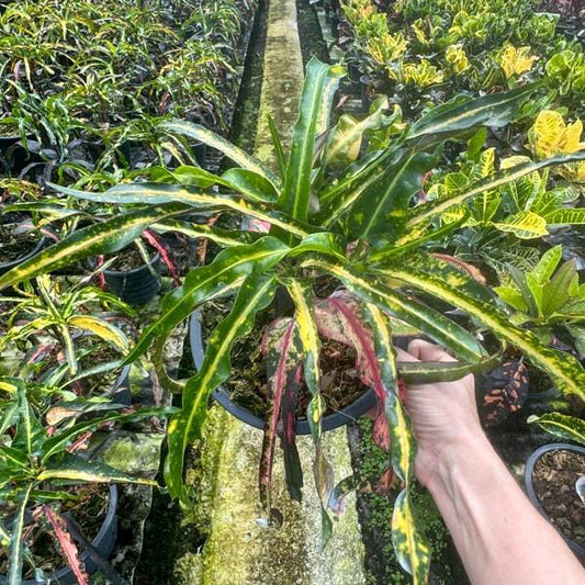 Croton SUTHATSANA