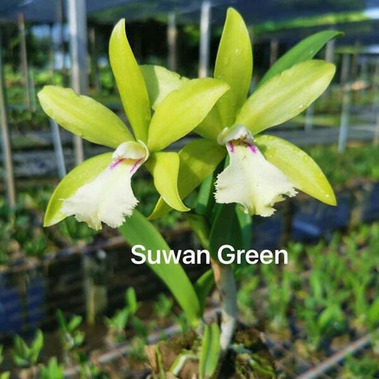 Rhynchobrassoleya orchid RBY. SUWAN GREEN