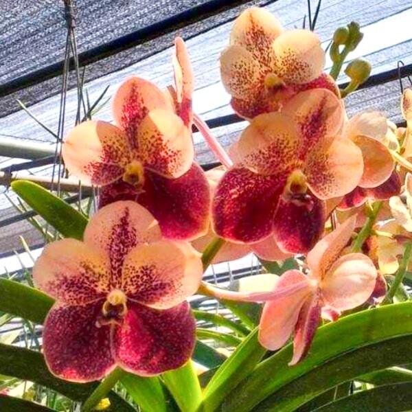 Vanda orchid V SUWANNAPHUM CARDINAL