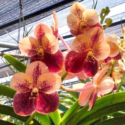 Vanda orchid V SUWANNAPHUM CARDINAL
