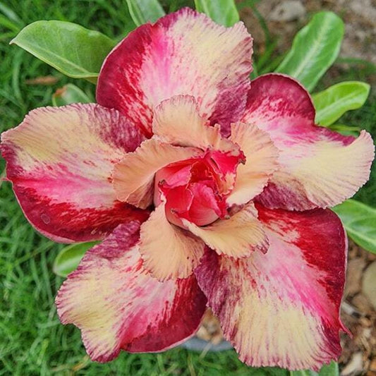 Adenium obesum GREEN SWAN