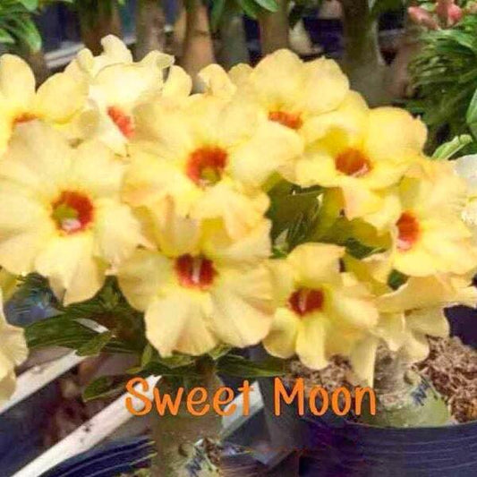 Adenium obesum SWEET MOON