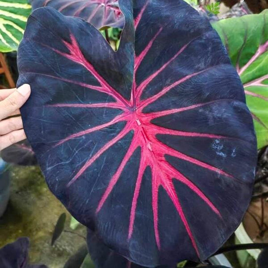 Colocasia SWEET PASTEL