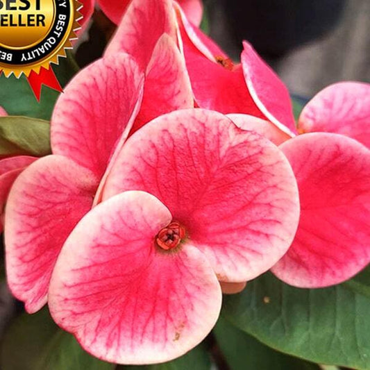 Euphorbia Milii SWEETY
