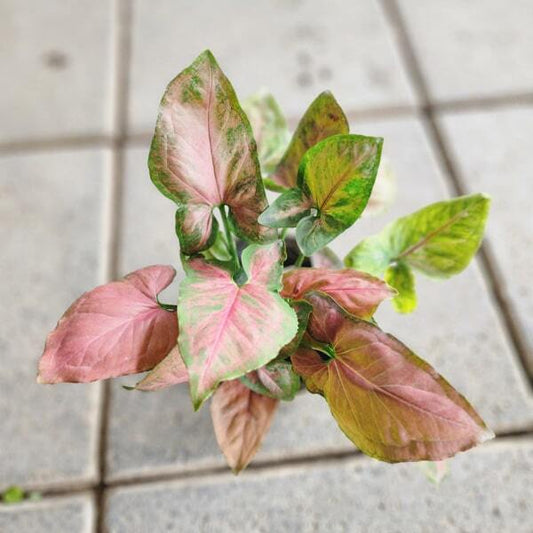 Syngonium NAK