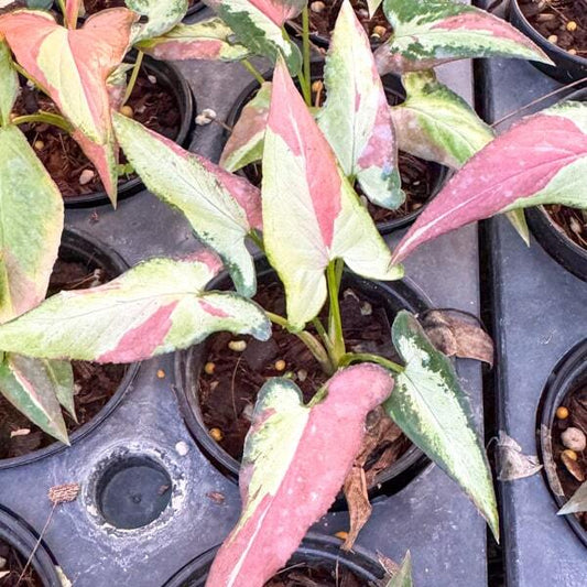 Syngonium ORM NAGPUM