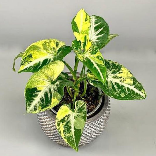 Syngonium SCRAMBLED EGGS