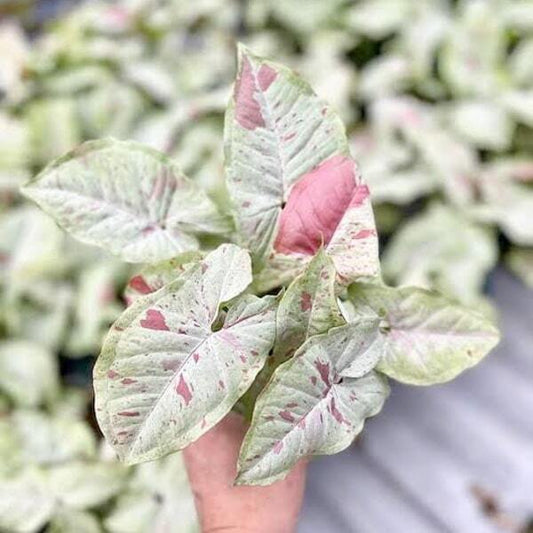 Syngonium MILK CONFETTI