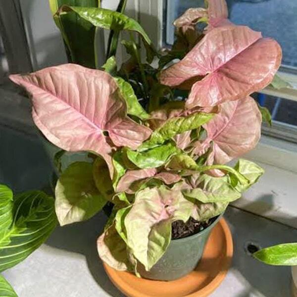 Syngonium NEON