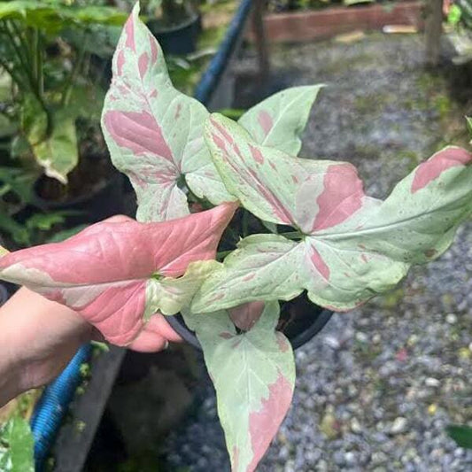 Syngonium PINK SALMON