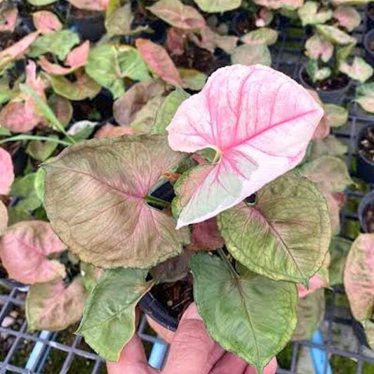 Syngonium STRAWBERRY ICE