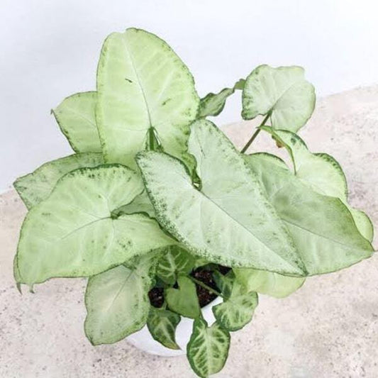 Syngonium WHITE BUTTERFLY