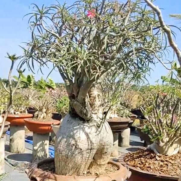Adenium Tanzania Nova