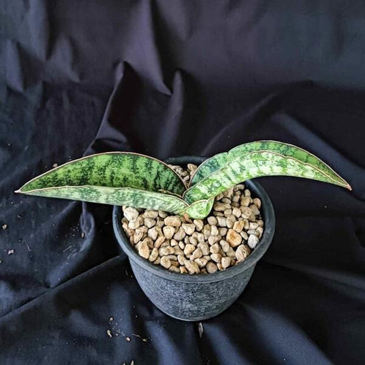 Sansevieria TIGER BLUE VAR