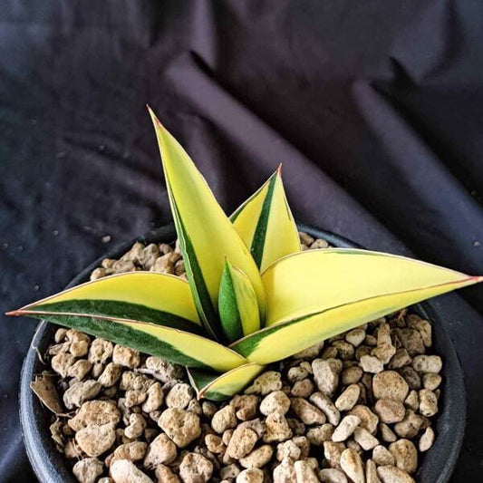 Sansevieria TOWER BLUE VAR