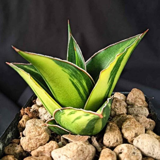 Sansevieria TOWER VAR
