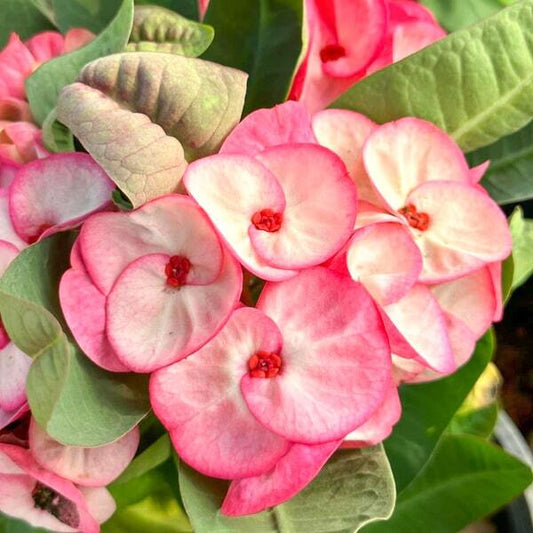 Euphorbia Milii TABTIM CHAN