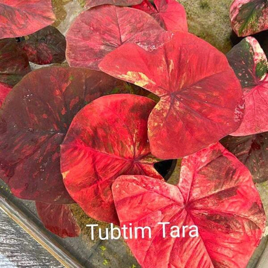 Caladium TABTIM TARA
